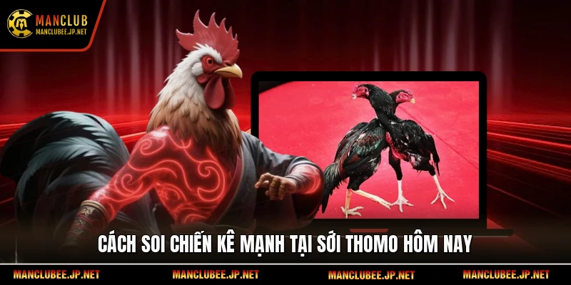 Cách soi chiến kê mạnh tại sới Thomo hôm nay