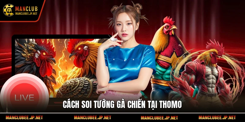 Cách soi tướng gà chiến tại Thomo