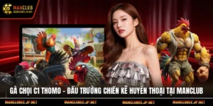 Gà Chọi C1 Thomo – Đấu Trường Chiến Kê Huyền Thoại Tại Manclub