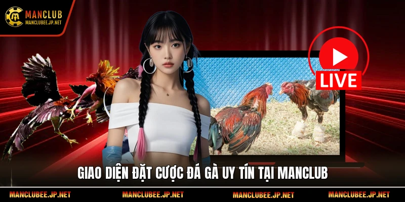 Giao diện đặt cược đá gà uy tín tại Manclub