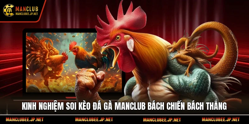 Kinh nghiệm soi kèo đá gà Manclub bách chiến bách thắng.