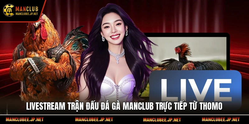 Livestream trận đấu đá gà Manclub trực tiếp từ Thomo.