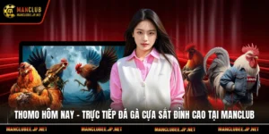 Thomo Hôm Nay – Trực Tiếp Đá Gà Cựa Sắt Đỉnh Cao Tại Manclub