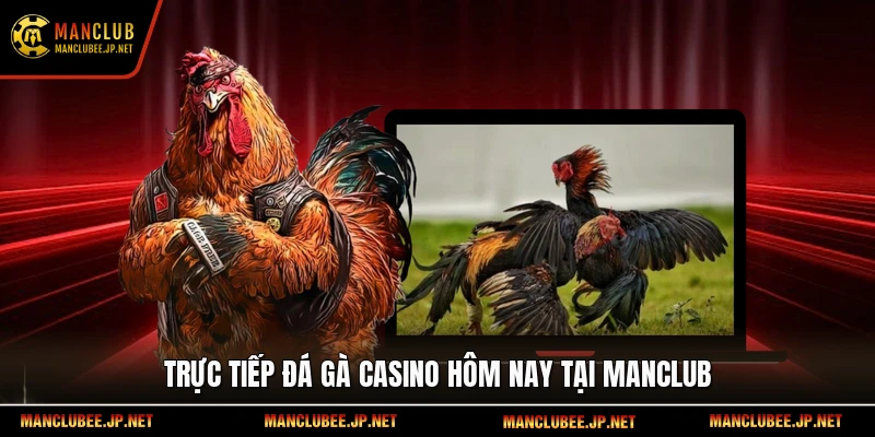 Trực tiếp đá gà casino hôm nay tại Manclub
