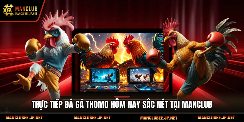 Trực tiếp đá gà Thomo hôm nay sắc nét tại Manclub