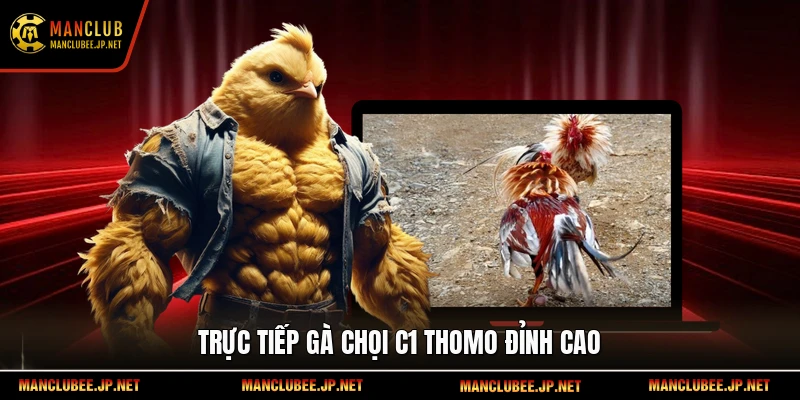 Trực tiếp gà chọi c1 thomo đỉnh cao