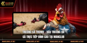 Trường Gà Thomo – Đấu Trường Đá Gà Trực Tiếp Đỉnh Cao Tại Manclub